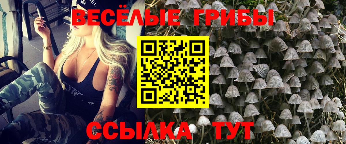 Королёв  Псилоцибиновые грибы Psilocybine cubensis  как найти   Вход с VPN 